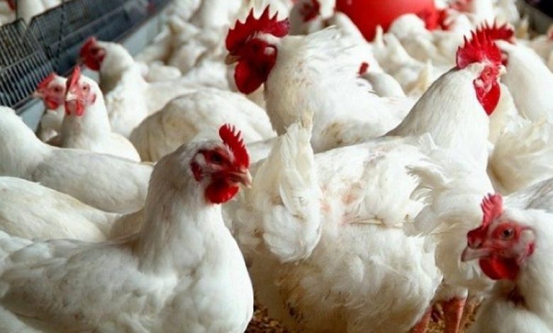 "لونسا" يحذر من اقتحام "أنفلونزا الطيور" للمغرب ... والمهنيون متخوفون 1
