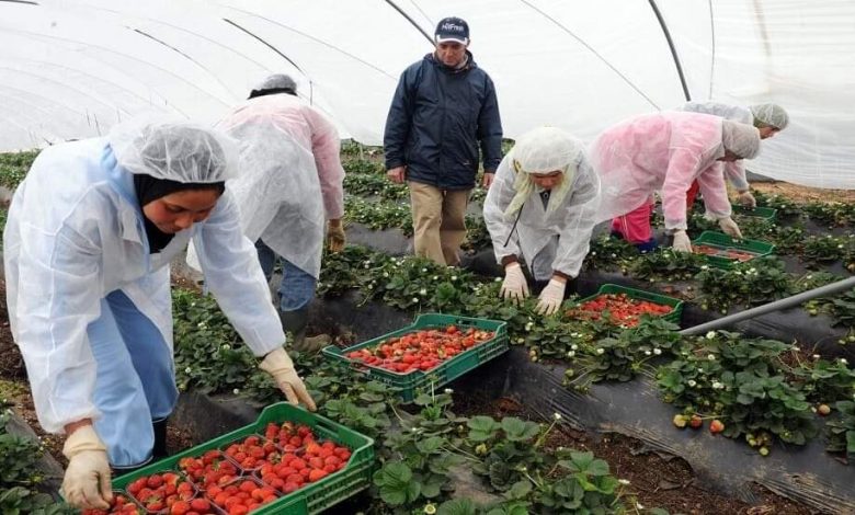 إسبانيا تستعد لاستقبال العاملات المغربيات في حقول الفراولة 1